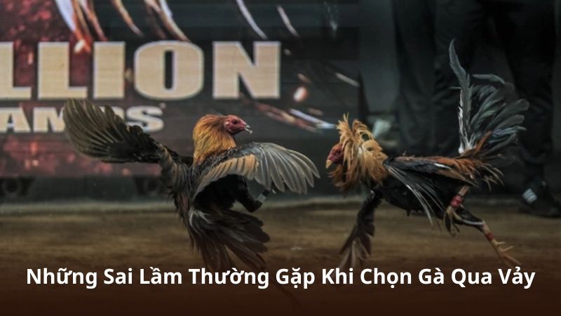 Những Sai Lầm Thường Gặp Khi Chọn Gà Qua Vảy