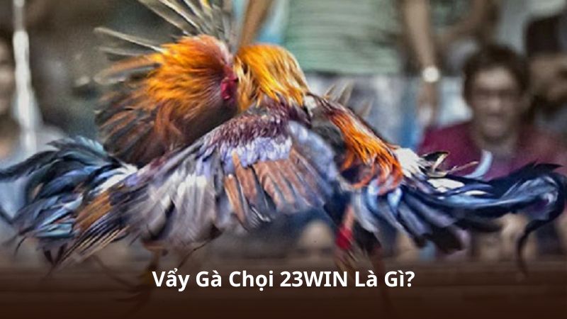 Vẩy Gà Chọi 23WIN Là Gì?