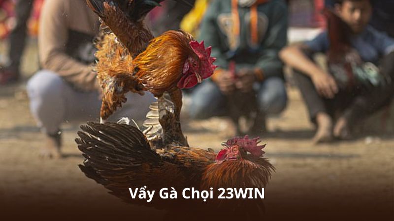 Vẩy Gà Chọi 23WIN – Khám Phá Kinh Nghiệm Chọn Gà Hiệu Quả